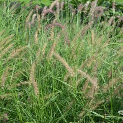 Pennisetum orientale Karley Rose