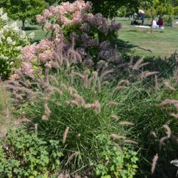 Pennisetum orientale Karley Rose