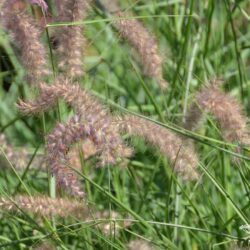 Pennisetum orientale Karley Rose