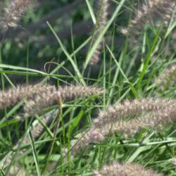 Pennisetum orientale Karley Rose