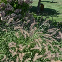 Pennisetum orientale Karley Rose