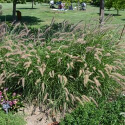 Pennisetum orientale Karley Rose