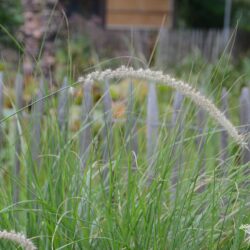 Pennisetum orientale Tall Tails