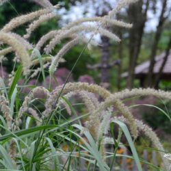 Pennisetum orientale Tall Tails