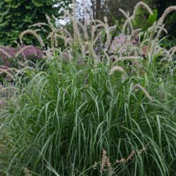 Pennisetum orientale Tall Tails