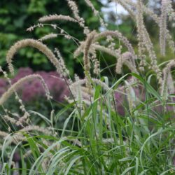 Pennisetum orientale Tall Tails