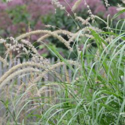 Pennisetum orientale Tall Tails