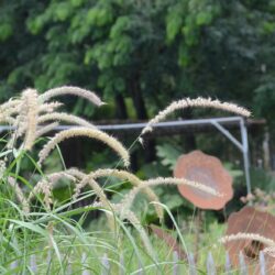 Pennisetum orientale Tall Tails