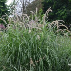 Pennisetum orientale Tall Tails