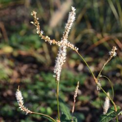 Persicaria amplexicaulis Alba