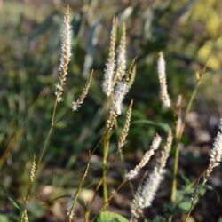 Persicaria amplexicaulis Alba