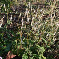 Persicaria amplexicaulis Alba