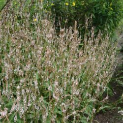 Persicaria amplexicaulis Alba