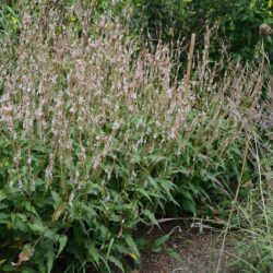 Persicaria amplexicaulis Alba