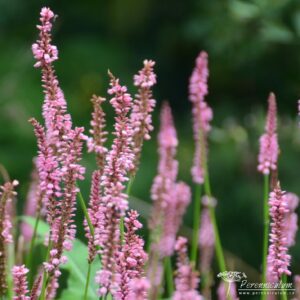 Persicaria amplexicaulis Ample Pink