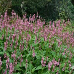 Persicaria amplexicaulis Ample Pink