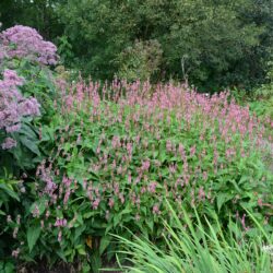 Persicaria amplexicaulis Ample Pink