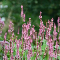 Persicaria amplexicaulis Ample Pink