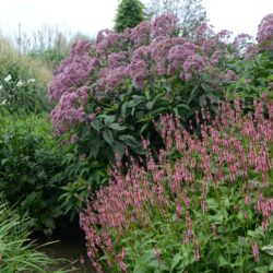 Persicaria amplexicaulis Ample Pink