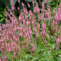 Persicaria amplexicaulis Ample Pink