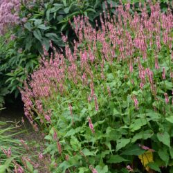 Persicaria amplexicaulis Ample Pink