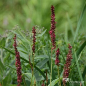 Persicaria amplexicaulis Atropurpurea