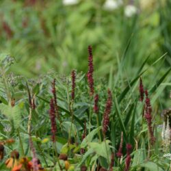 Persicaria amplexicaulis Atropurpurea