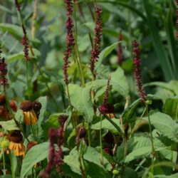 Persicaria amplexicaulis Atropurpurea