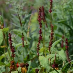 Persicaria amplexicaulis Atropurpurea