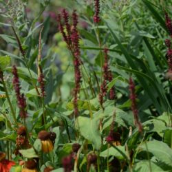 Persicaria amplexicaulis Atropurpurea