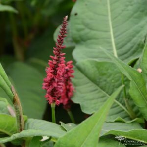 Persicaria amplexicaulis Blackfield