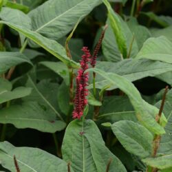 Persicaria amplexicaulis Blackfield