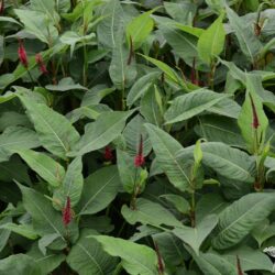 Persicaria amplexicaulis Blackfield