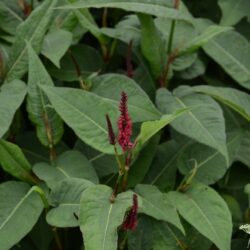 Persicaria amplexicaulis Blackfield