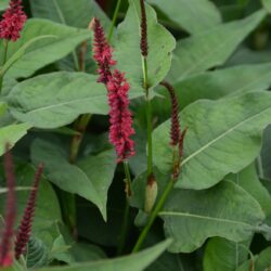 Persicaria amplexicaulis Blackfield