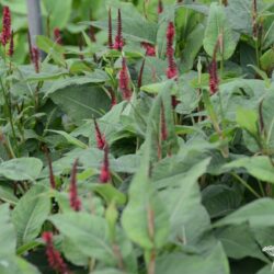 Persicaria amplexicaulis Blackfield