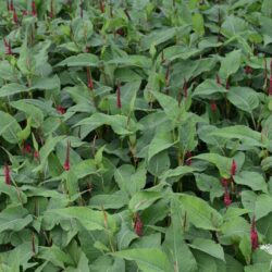 Persicaria amplexicaulis Blackfield