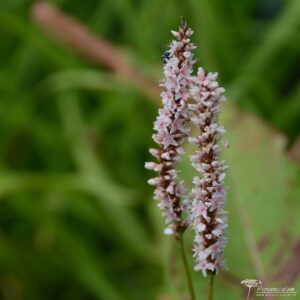 Persicaria amplexicaulis Fat White