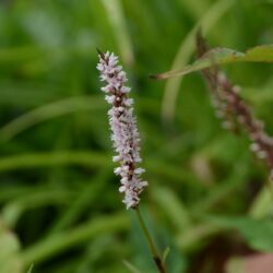 Persicaria amplexicaulis Fat White