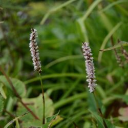 Persicaria amplexicaulis Fat White