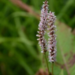 Persicaria amplexicaulis Fat White