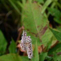 Persicaria amplexicaulis Fat White