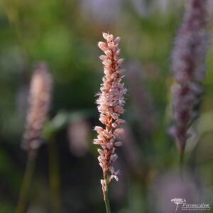 Persicaria amplexicaulis Rosea