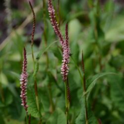 Persicaria amplexicaulis Rosea