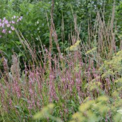 Persicaria amplexicaulis Rosea