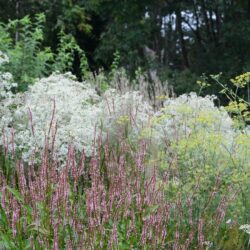 Persicaria amplexicaulis Rosea