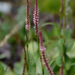 Persicaria amplexicaulis Rosea