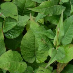 Persicaria amplexicaulis Rosea