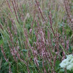 Persicaria amplexicaulis Rosea