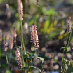 Persicaria amplexicaulis Rosea